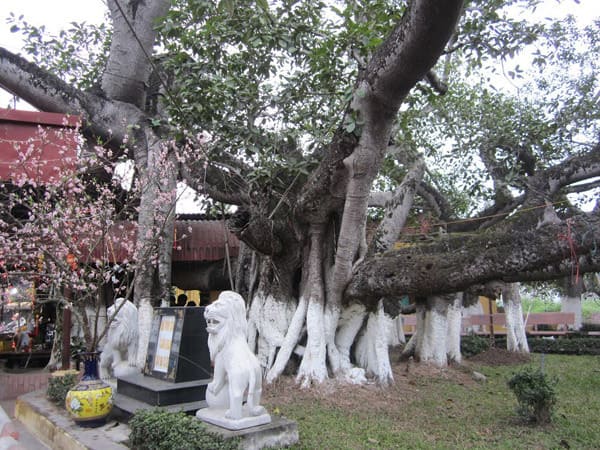 Đền Cây Đa 13 gốc